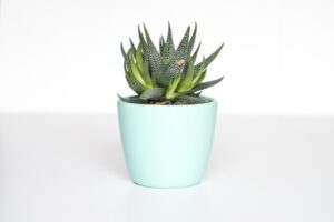 Decorative Planters Set